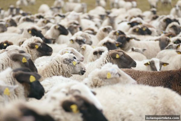 米兰体育足球现场互动全攻略：竞猜、挑战、社交与沉浸体验
